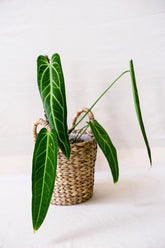Anthurium warocqueanum